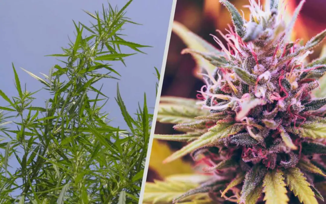 Hemp and Marijuana: What’s the difference?