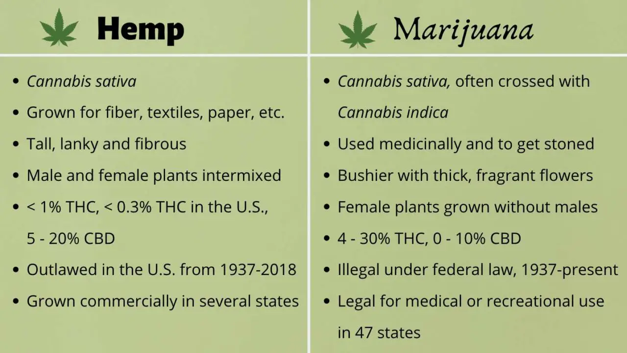 Hemp And Marijuana: What's The Difference? - Bambu Batu