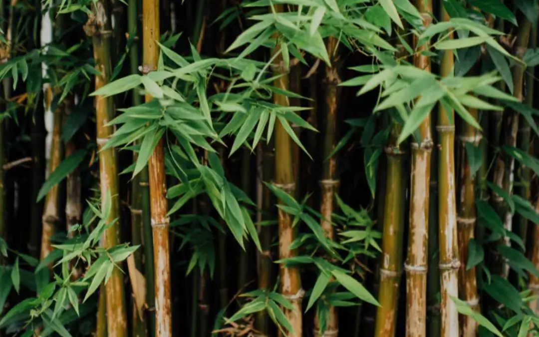 Growing Bamboo: A complete how-to guide