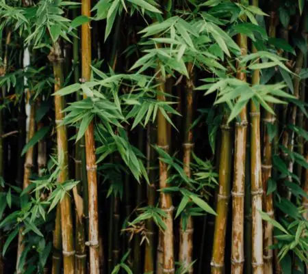 How to grow bamboo