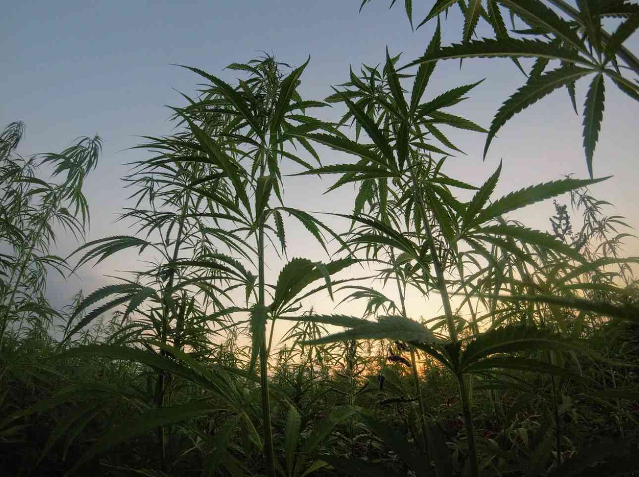 New hemp laws in the United States