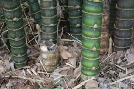 buddha belly bamboo with bulbous culms