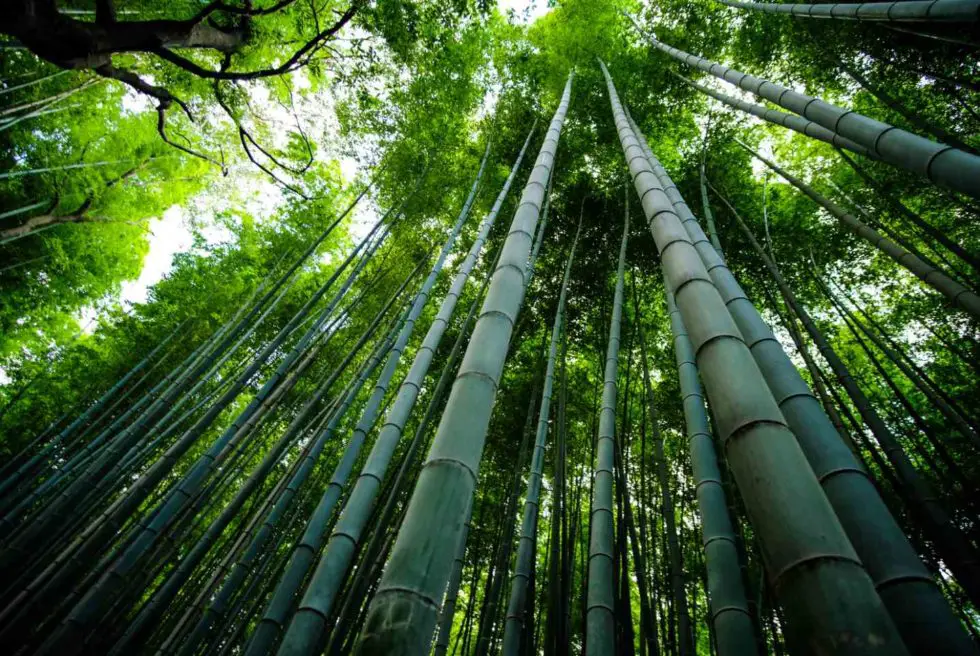 Bamboo Growth