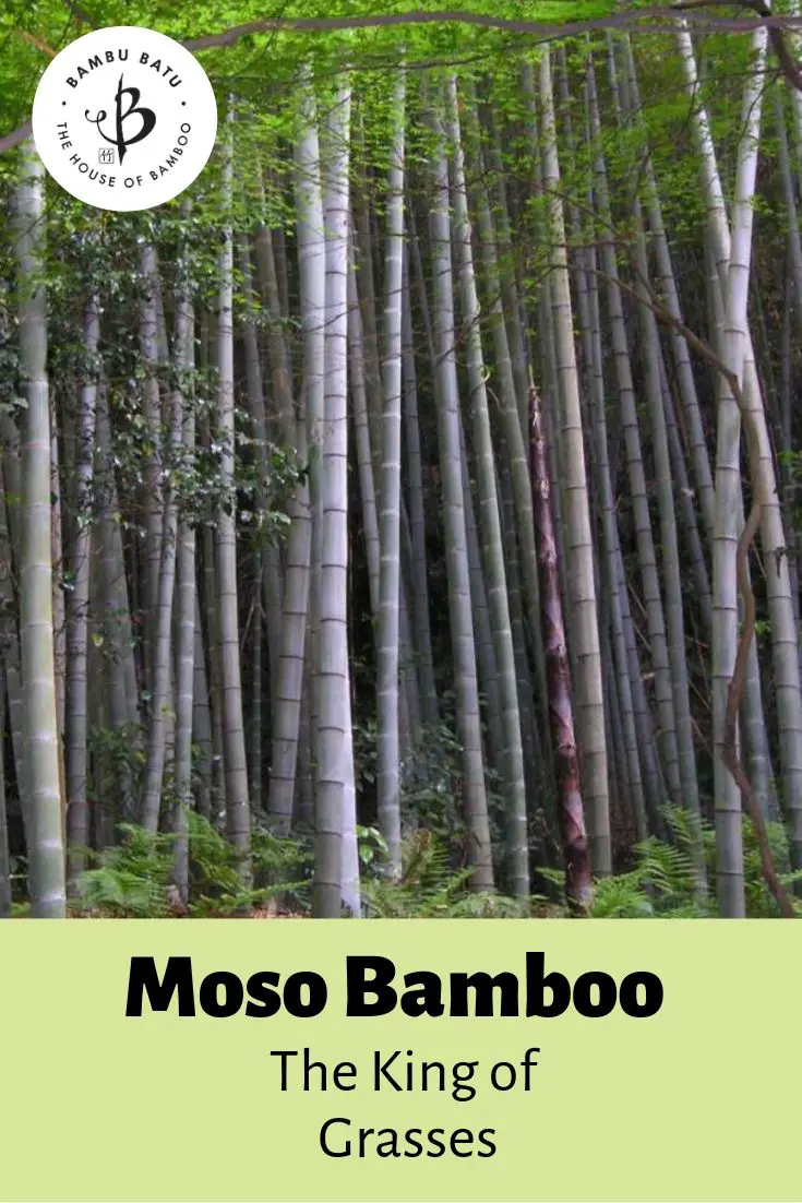 6 year premium moso bamboo