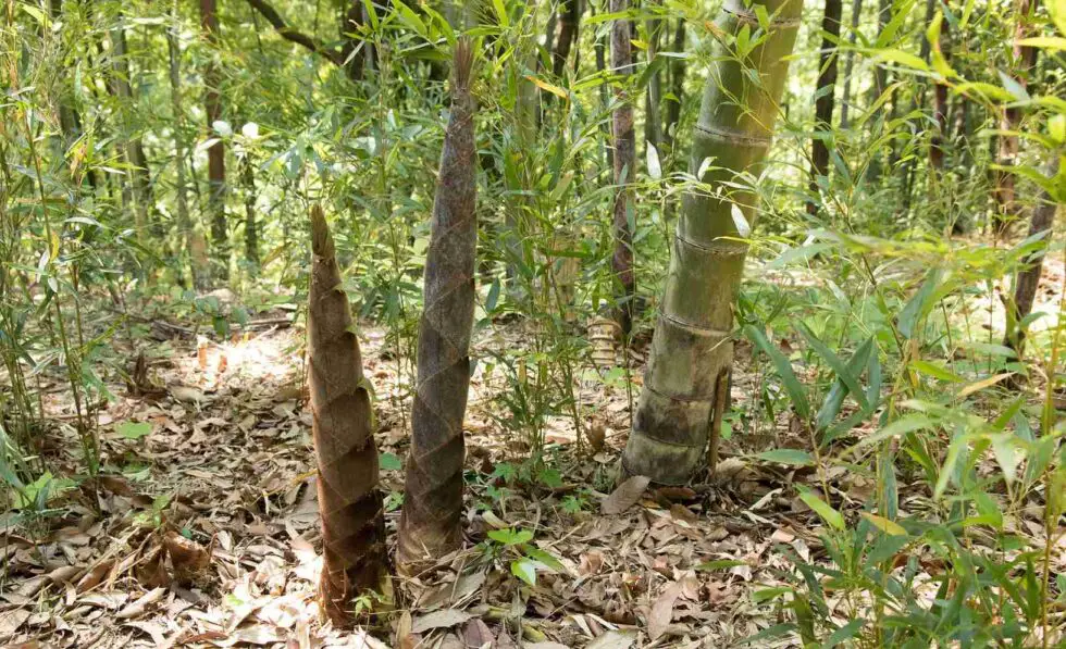 Bamboo anatomy 9 Parts of the bamboo plant Bambu Batu