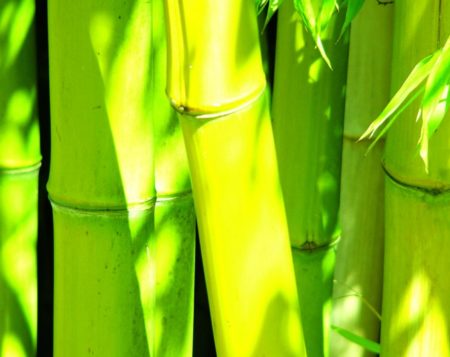 Running bamboo of genus Phyllostachys