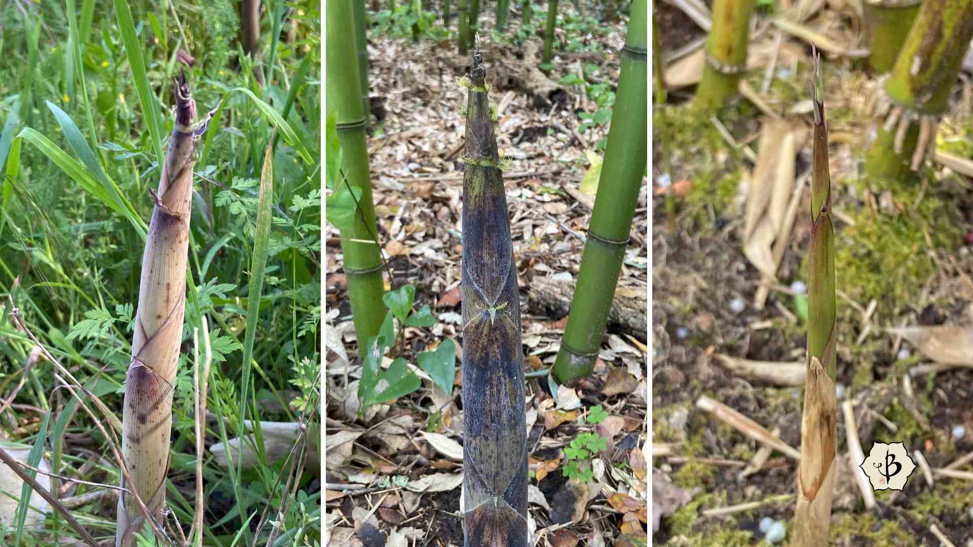 Assorted bamboo shoots