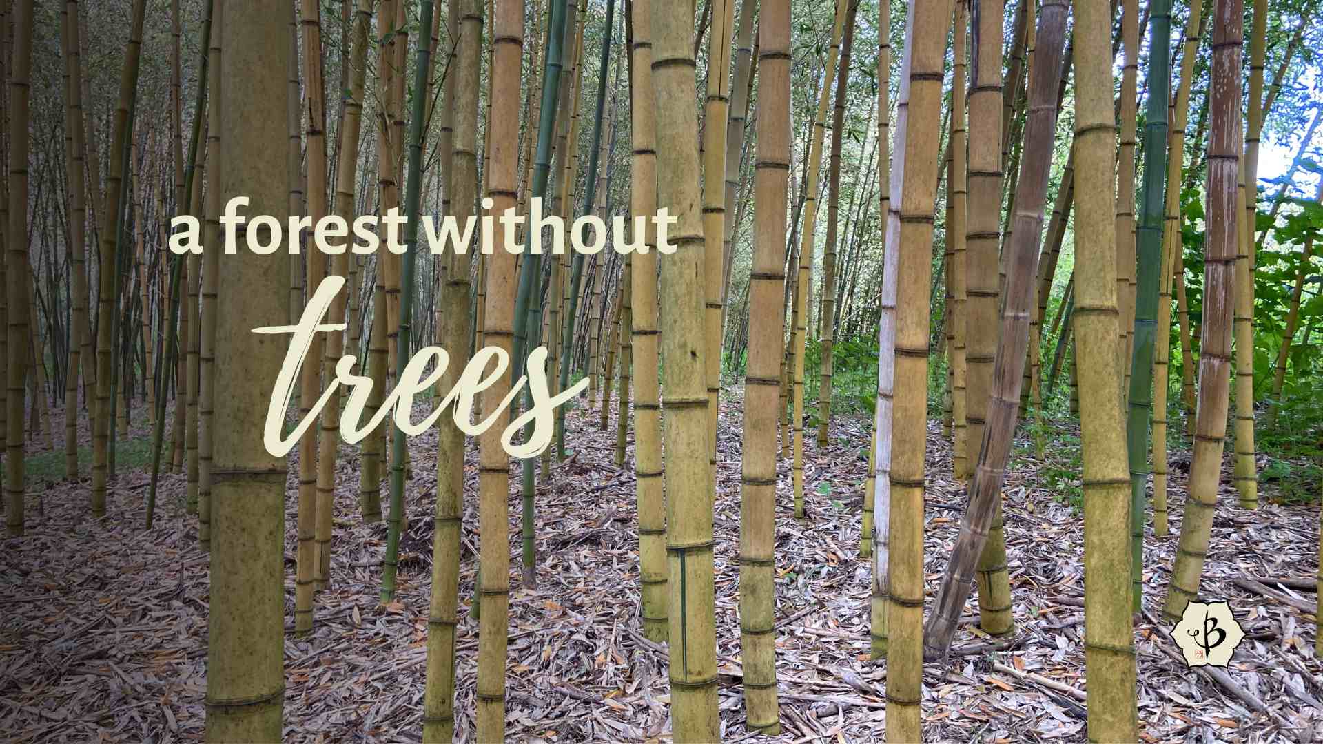 Bamboo forest without trees