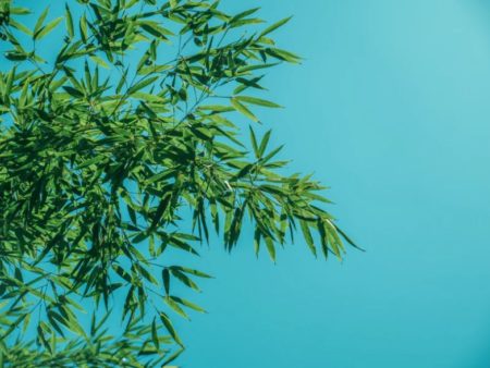 Bamboo is a grass not a tree