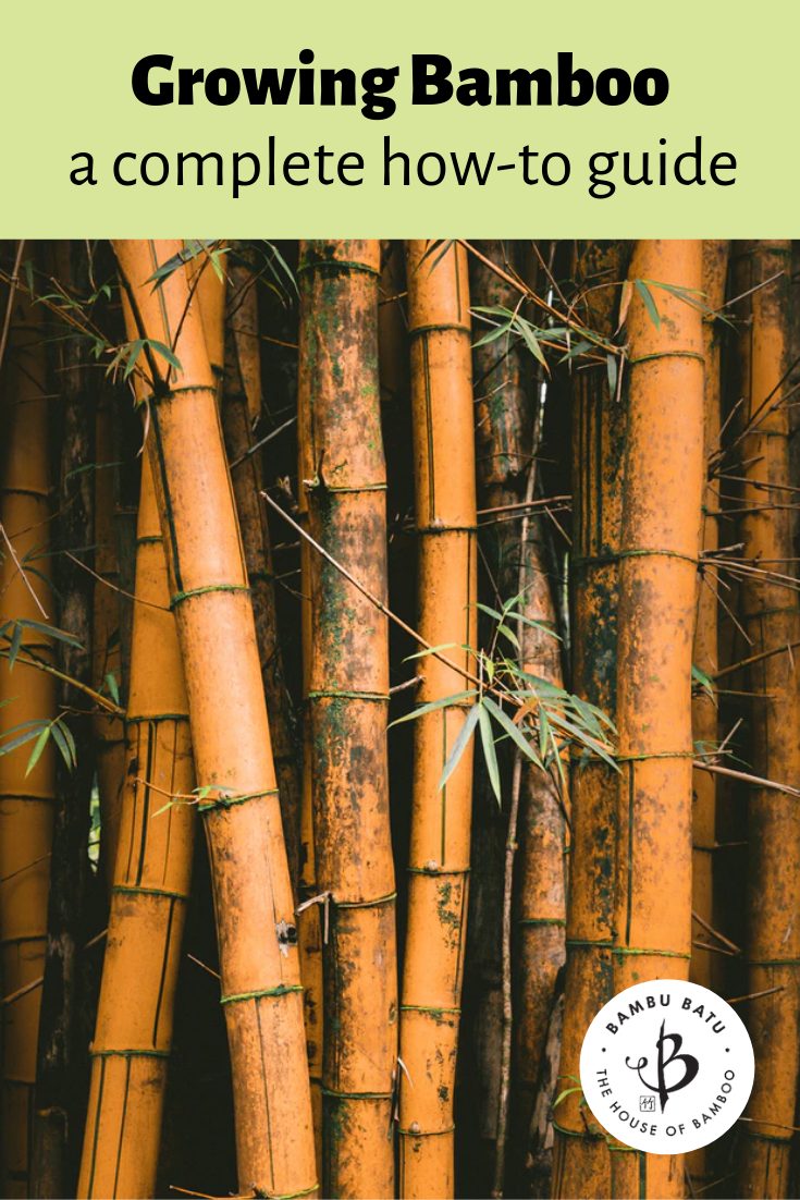 Growing Bamboo: A complete how-to guide - Bambu Batu