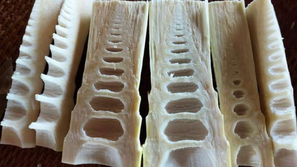Bamboo shoots with hollow sections