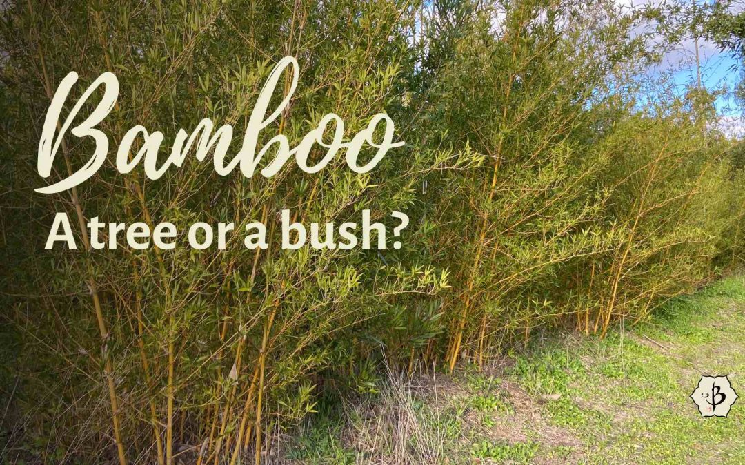 Bamboo tree or bush