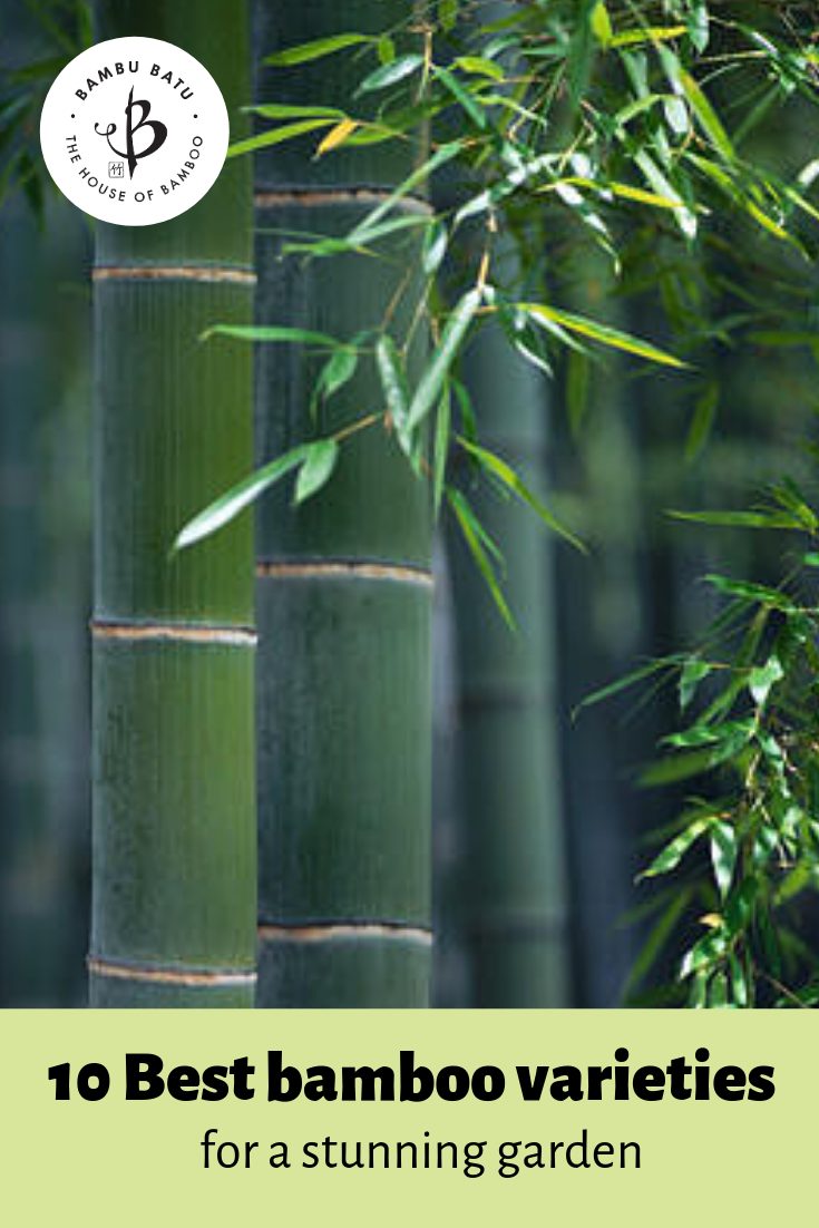 Bamboo varieties pin
