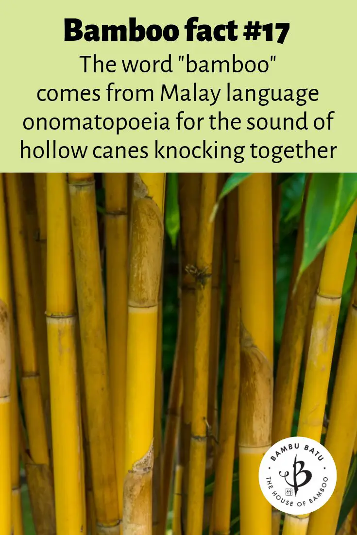 Bamboo word faq pin