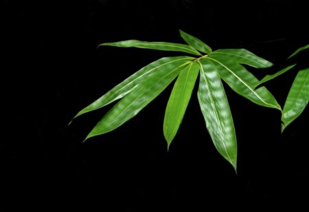 Pros and Cons of Potted Bamboo