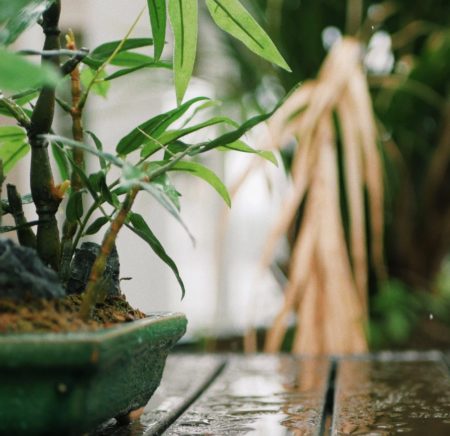 bamboo for bonsai