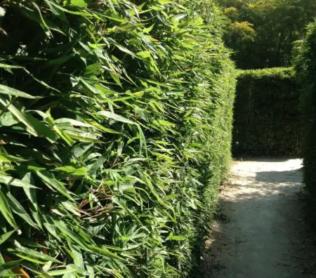 Why you should plant a bamboo hedge for privacy