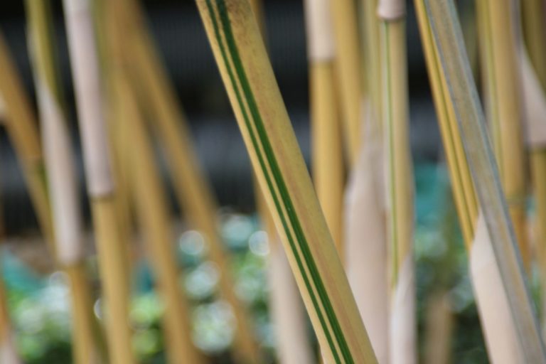 10 Best Bamboo Varieties for Your Garden Bambu Batu