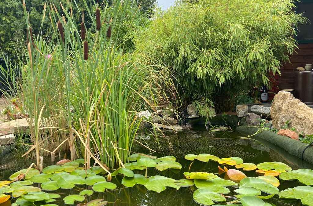 Bamboo by the water in Germany