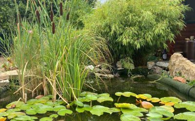 Growing Bamboo in Europe: Old World ornamentals