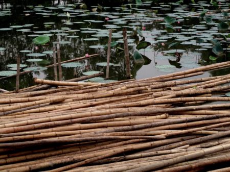 Water bamboo around ponds and wetlands