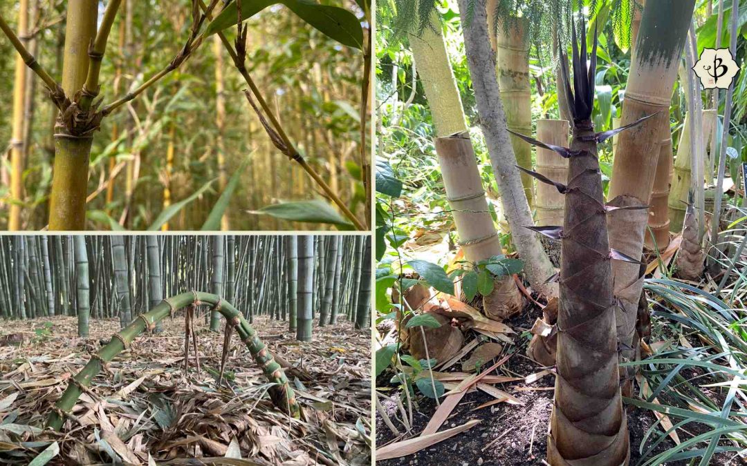 Bamboo Terminology and Vocabulary