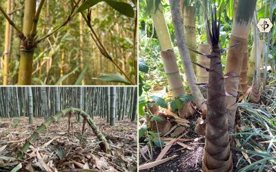 Bamboo Terms and Vocabulary