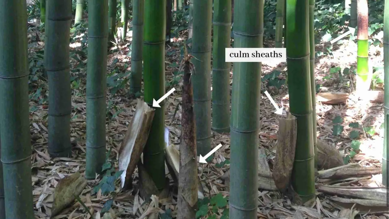 Bamboo Terms and Vocabulary Bambu Batu