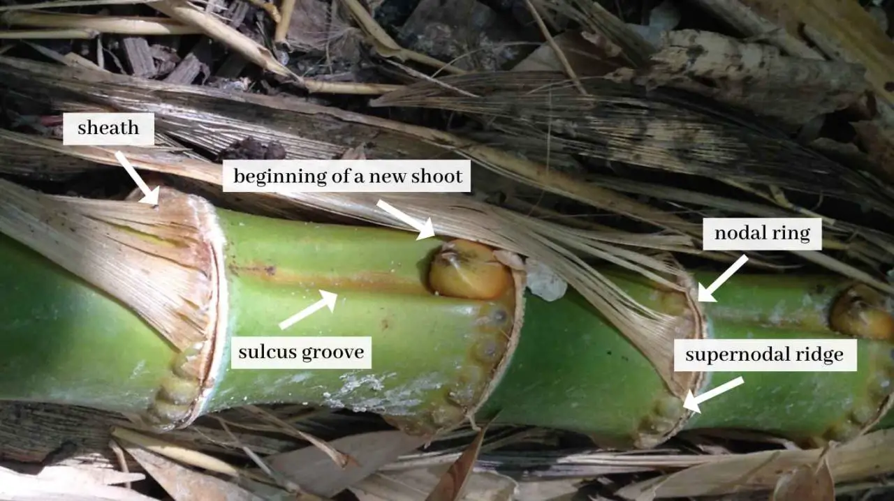 Bamboo Terms and Vocabulary Bambu Batu