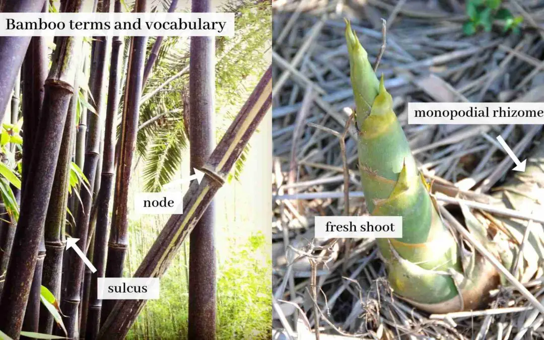 Bamboo terms and vocabulary
