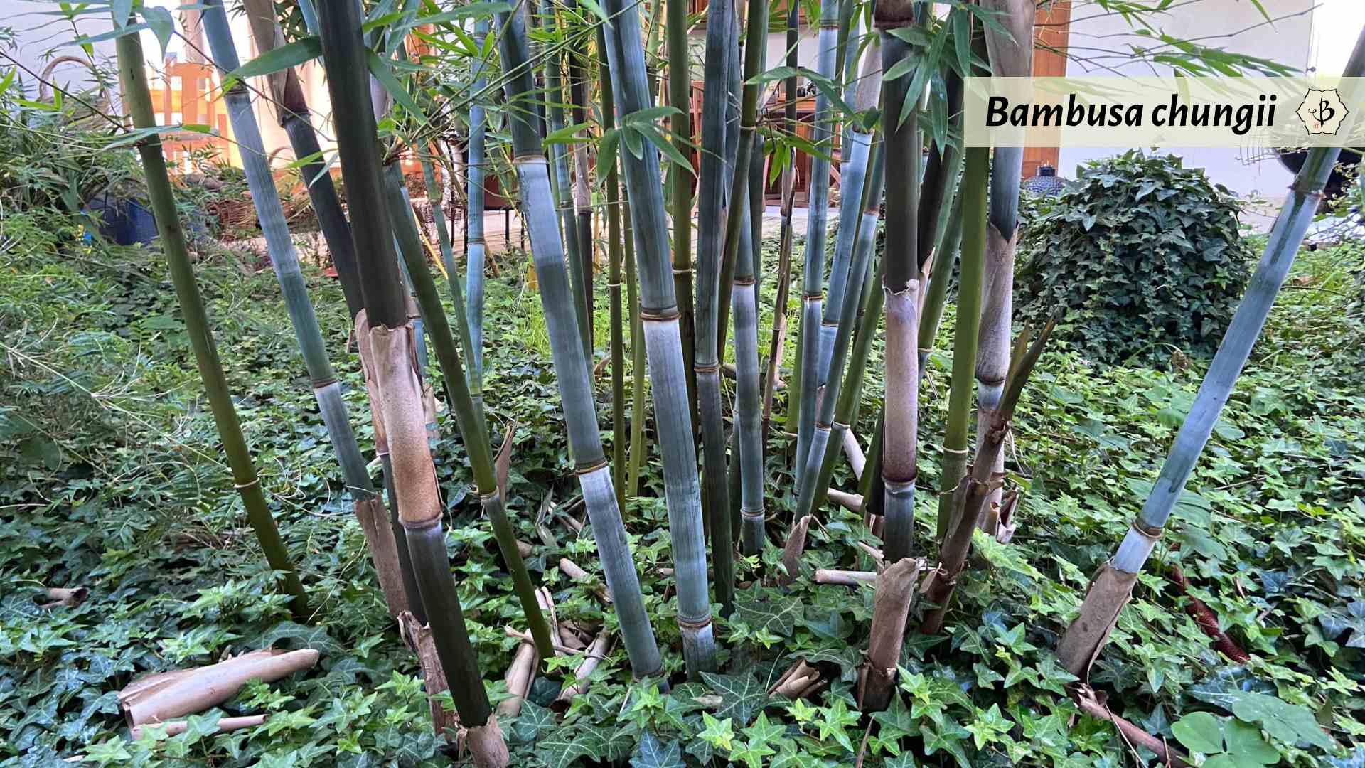Bambusa chungii Bambu Parque