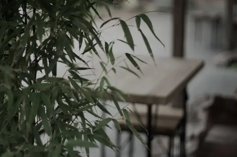Growing bamboo indoors: The inside scoop