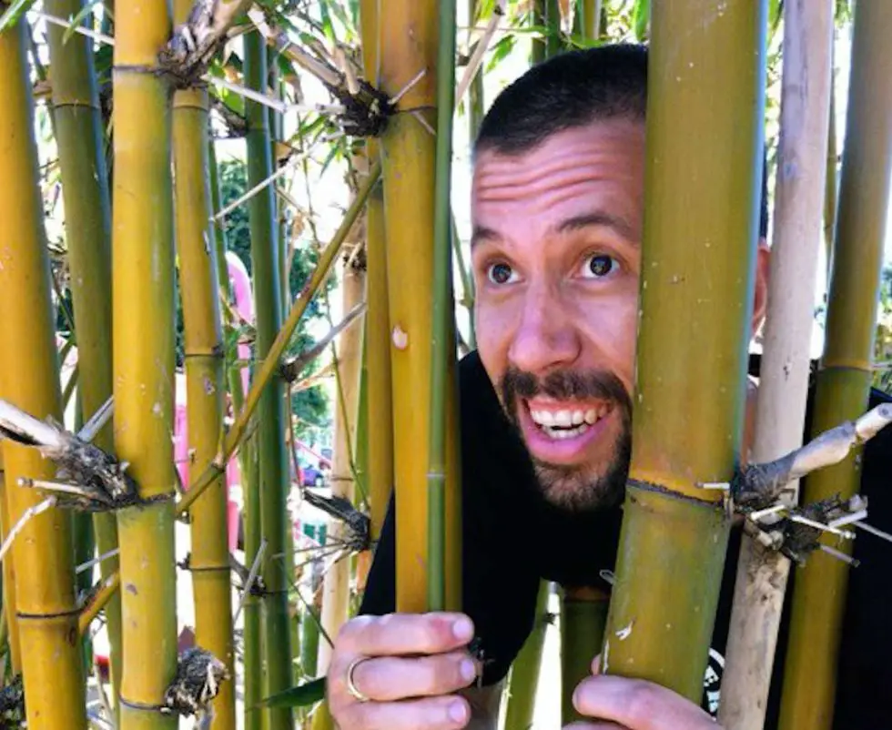 Plants that look like bamboo (but aren't) Bambu Batu