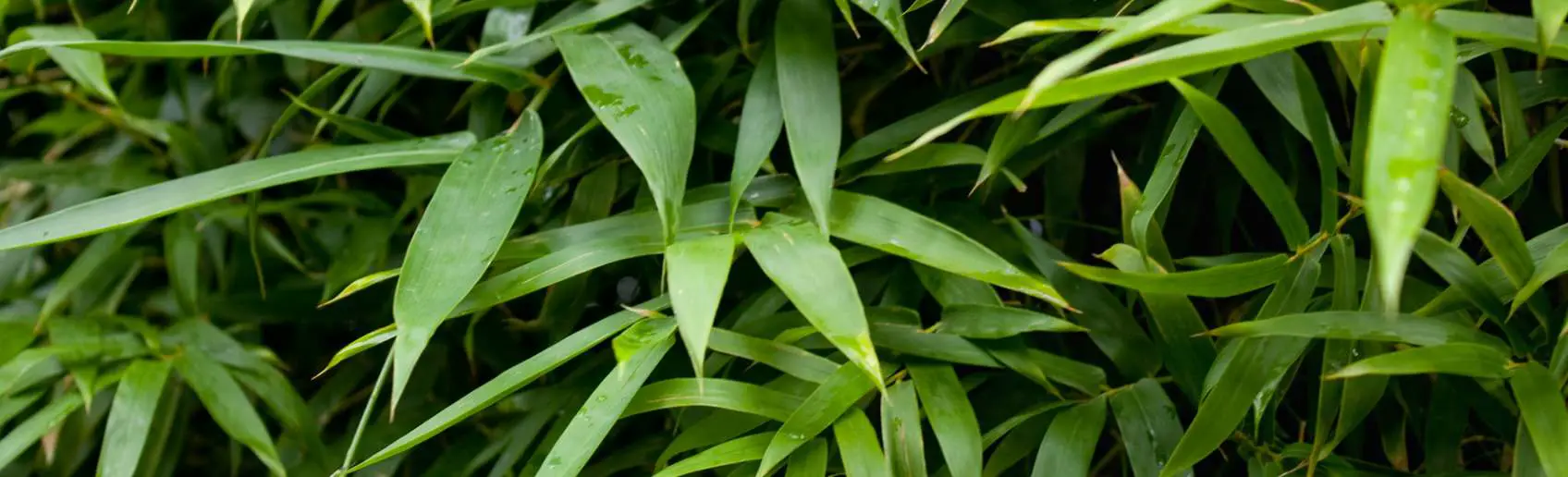 Bamboo leaf banner