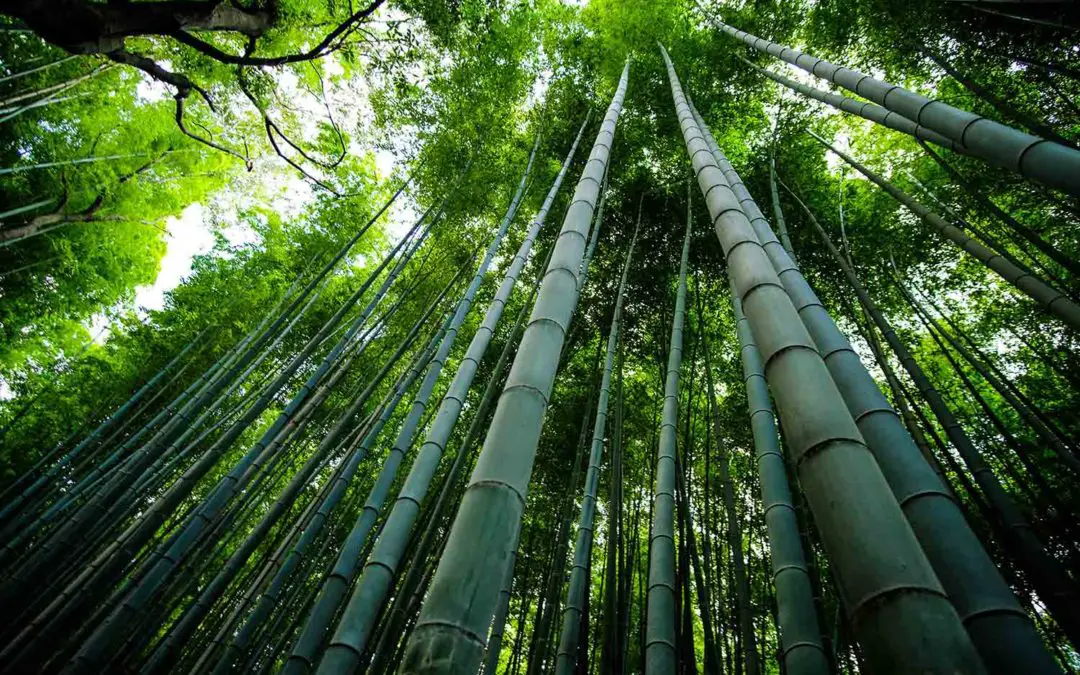 Benefits of bamboo