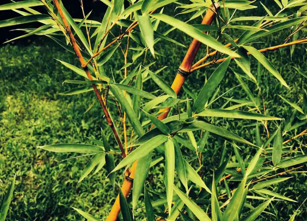 Bamboo Nurseries of America Bambu Batu