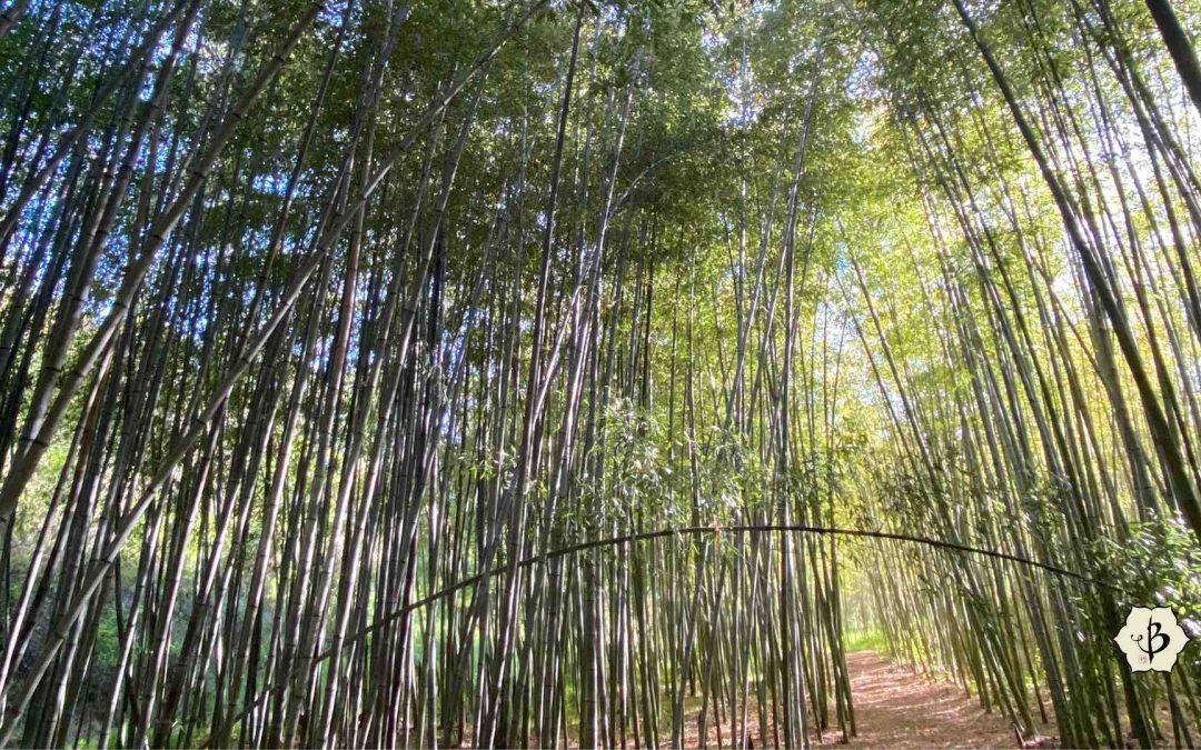 Bamboo grove for oxygen and ecology