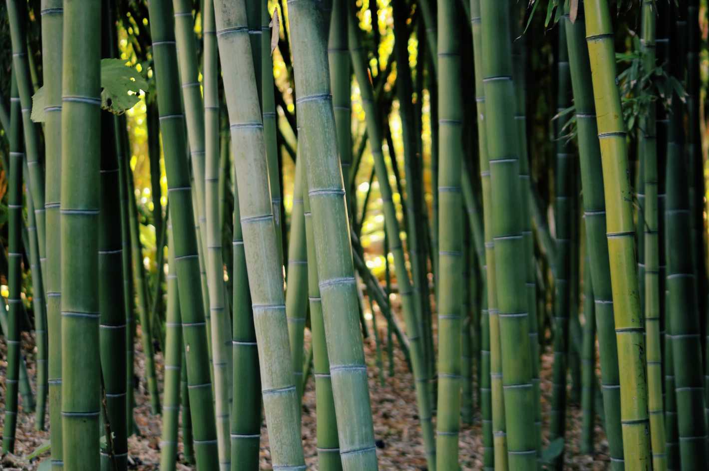Bamboo farming in the US in 2022 - Bambu Batu