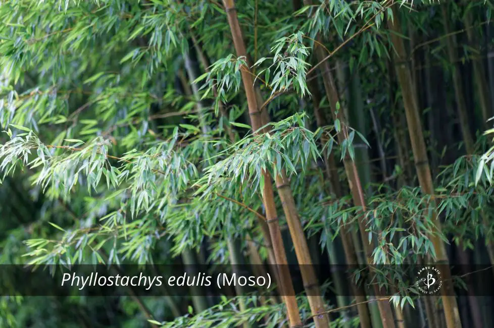 Espèces de bambou Phyllostachys edulis Moso