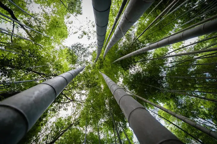 Bamboo for fuel and energy: Another green solution