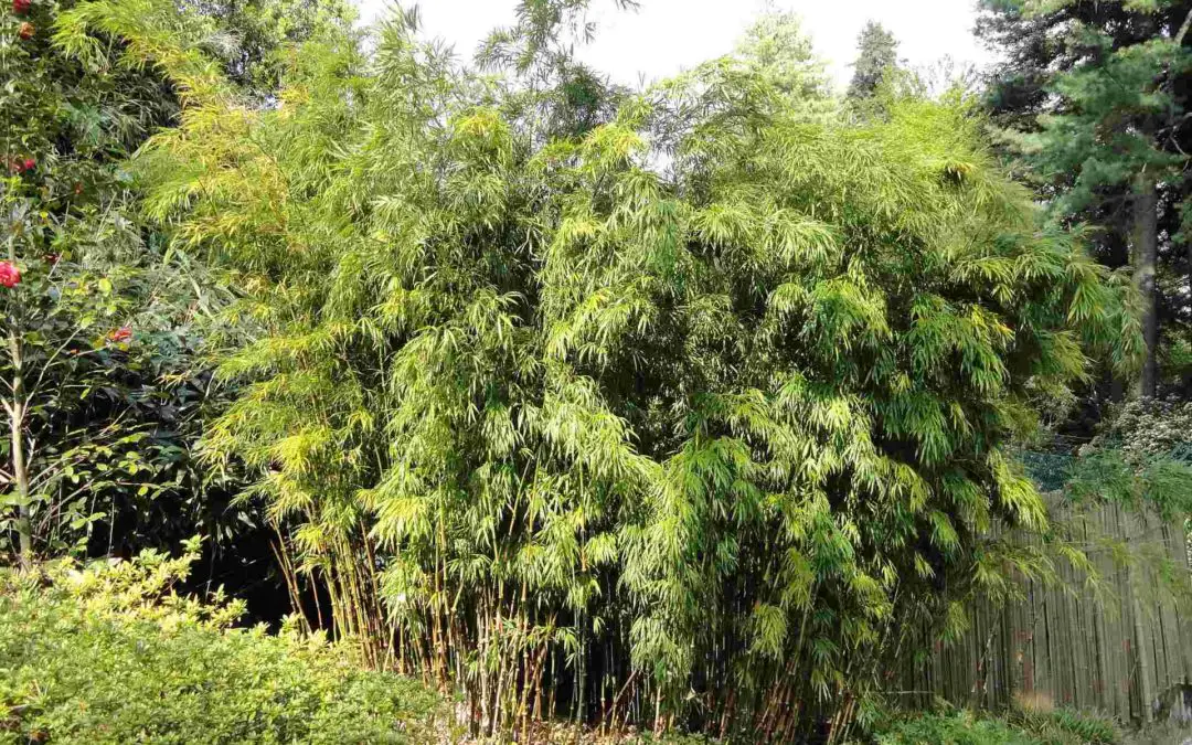 Exotic bamboo Chimonobambusa
