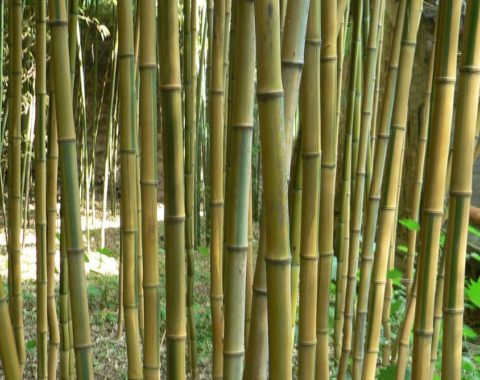 Laws against bamboo in Pennsylvania - Bambu Batu