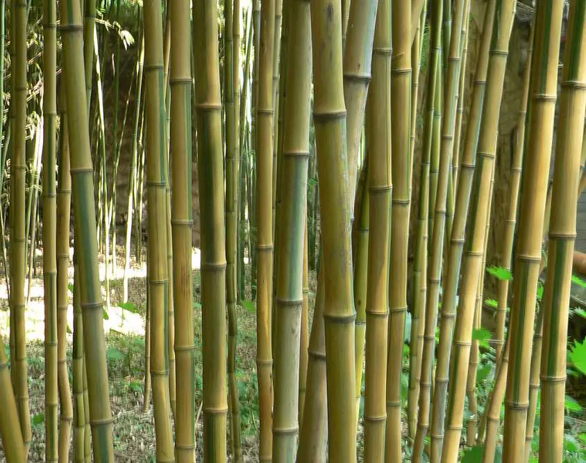 Laws against bamboo in Pennsylvania
