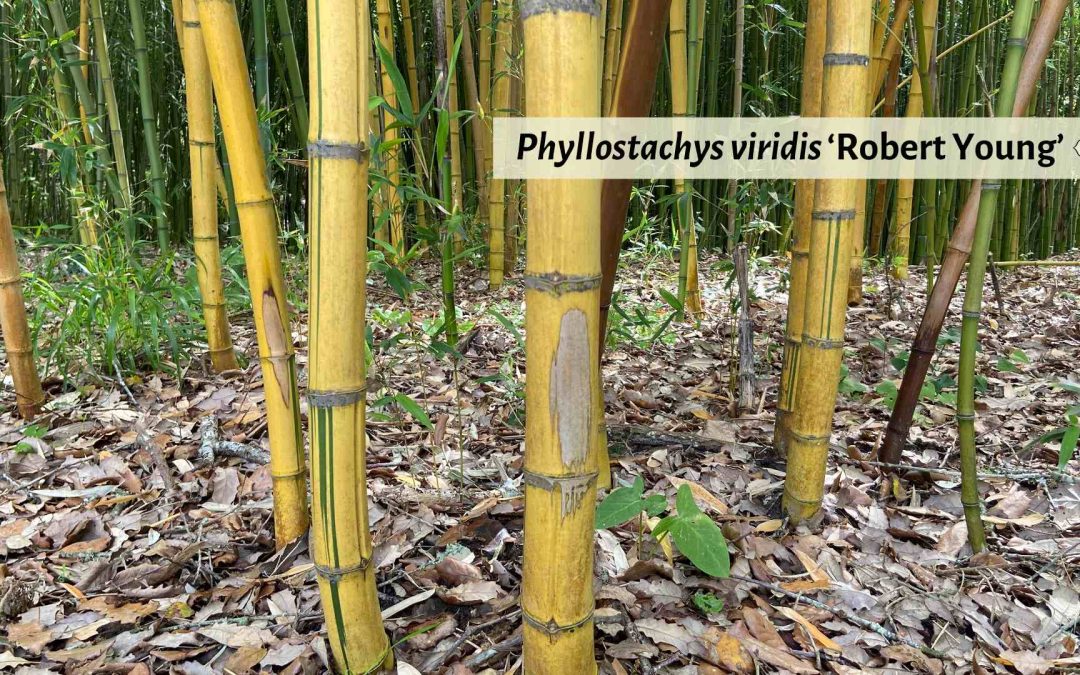 Phyllostachys viridis Robert Young striped bamboo