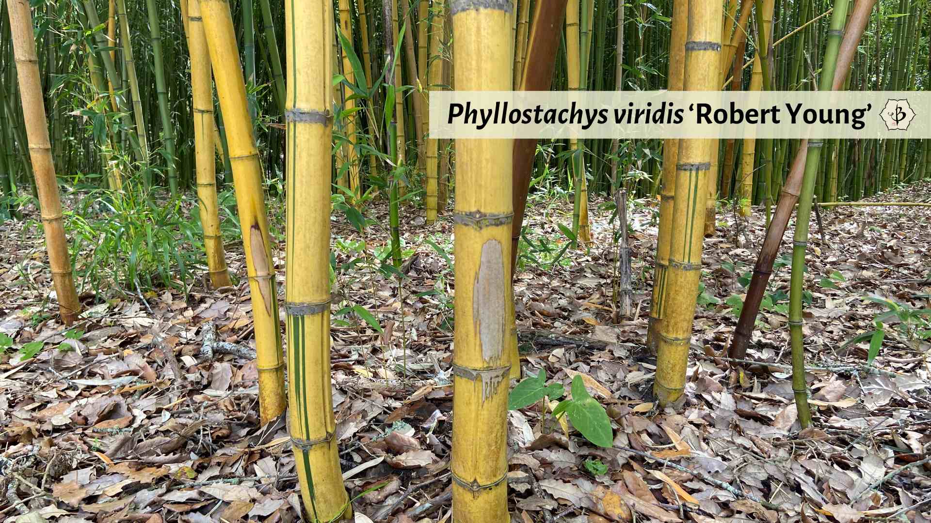 Phyllostachys viridis Robert Young striped bamboo
