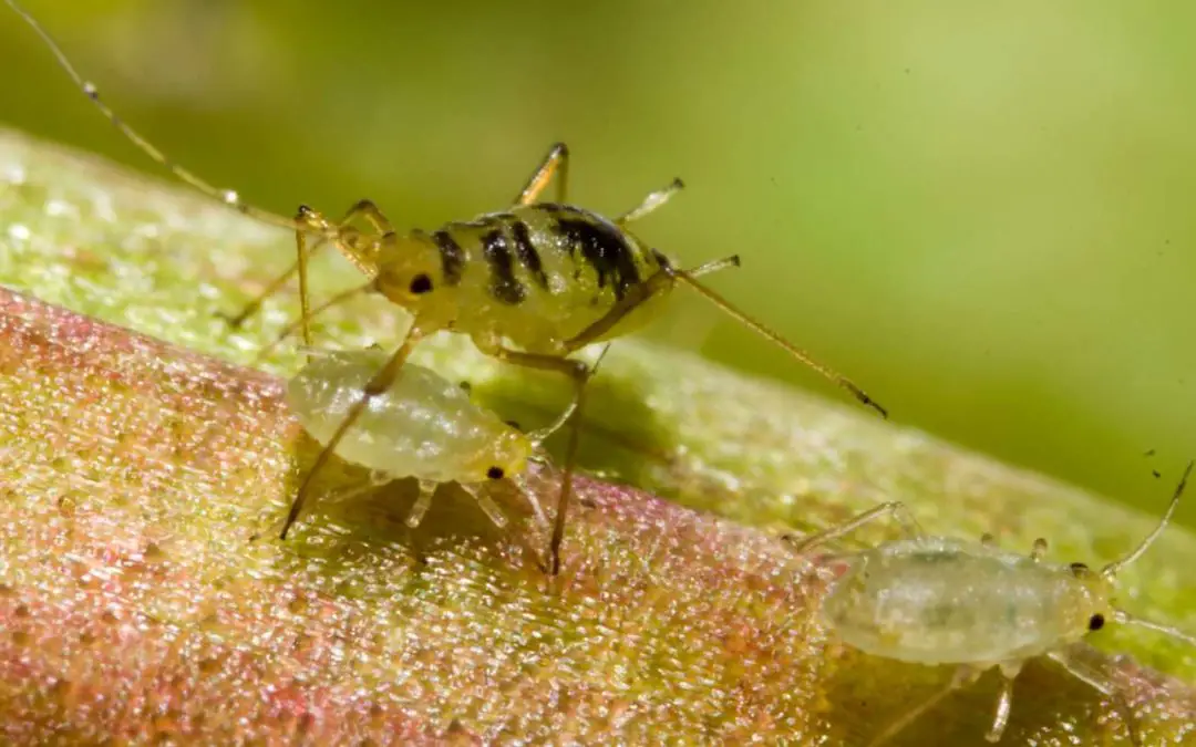 Aphids are a common bamboo pest