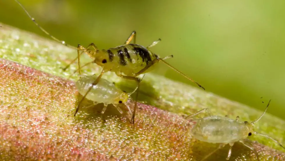 Bamboo Pests Identification and eradication Bambu Batu