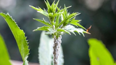 Bamboo Pests: Identification and eradication - Bambu Batu