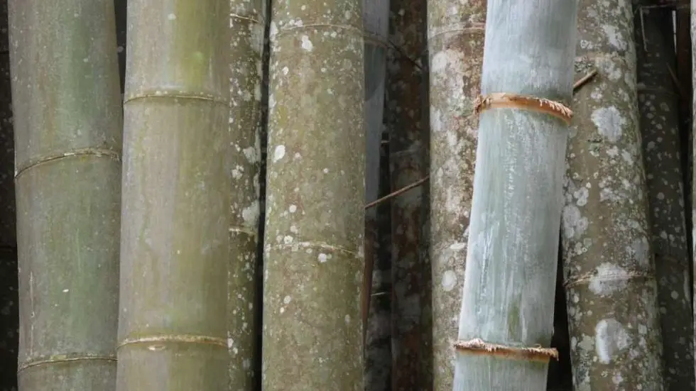 Bamboo Pests Identification and eradication Bambu Batu