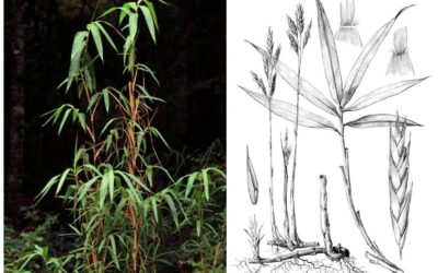 Genus Arundinaria: Native bamboo of North America